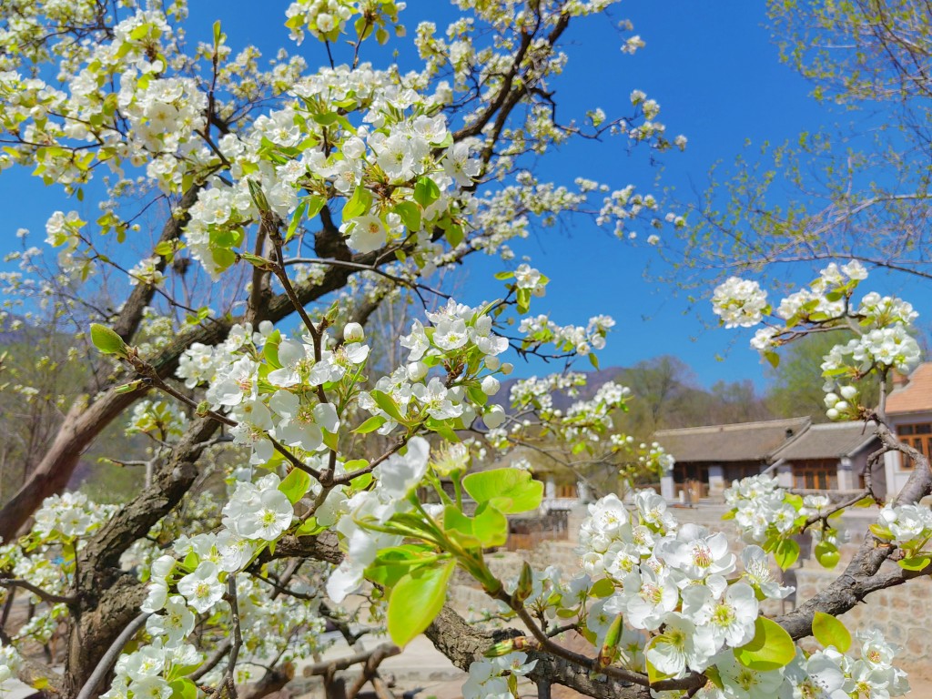 梨花山居6.jpg